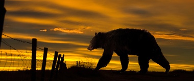 A Bear Attacks My House, and I Attack My Planet