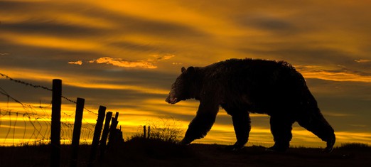 A Bear Attacks My House, and I Attack My Planet