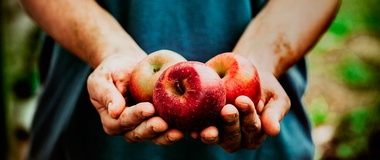 Life Lessons from Working in an Apple Orchard