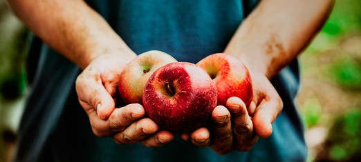 Life Lessons from Working in an Apple Orchard
