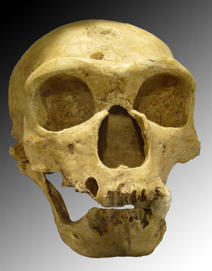 Neanderthal Skull