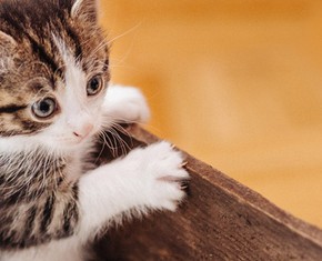 Dealing with My Father’s Death—and a Kitten