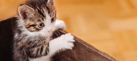 Dealing with My Father’s Death—and a Kitten