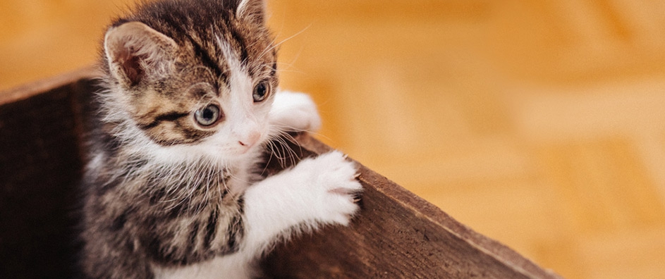 Lidiando con el fallecimiento de mi padre – y un pequeño gato.