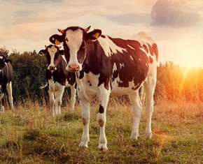 Why Are We Here? Ask a Cow