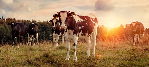 Why Are We Here? Ask a Cow