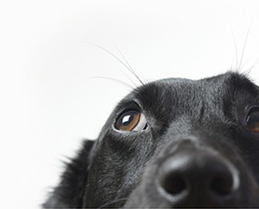 Do Animals Perceive a Creator?