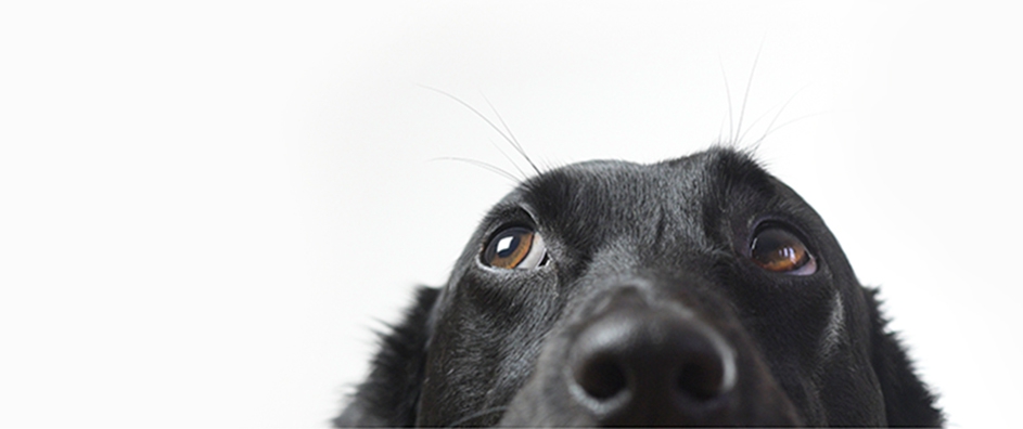 Do Animals Perceive a Creator?