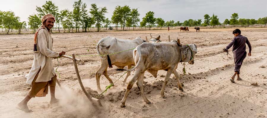 pakistani-farmer