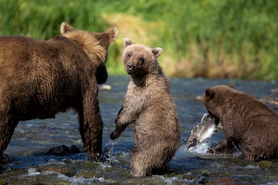 brown-bears-salmon