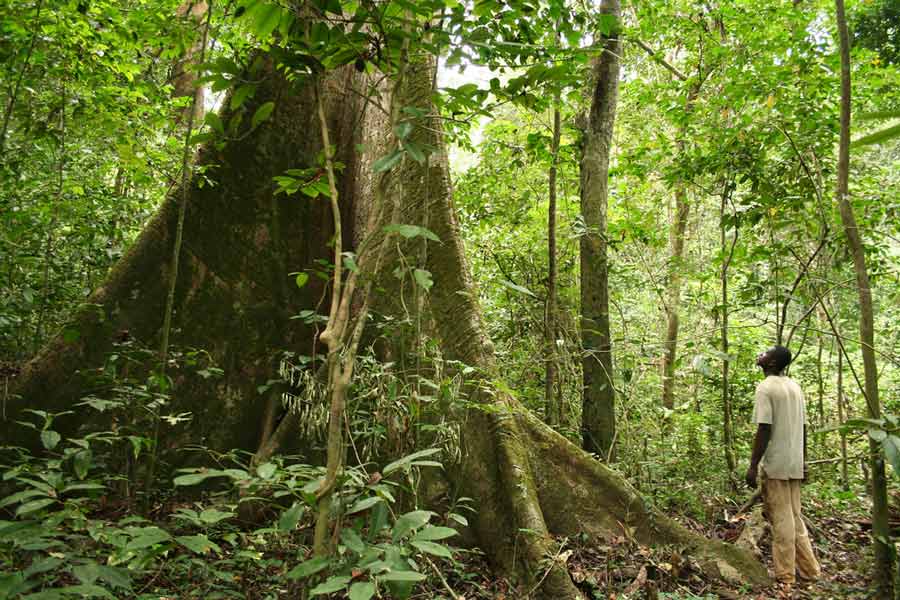 A rainforest in Gabon, the host country of the African Ministerial Conference on the Environment, which took place from 10–11 June 2017 in Libreville, the capital city (photo published on the UNEP website , copyright Alex Rouvin)