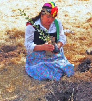 A volunteer planting a tree.