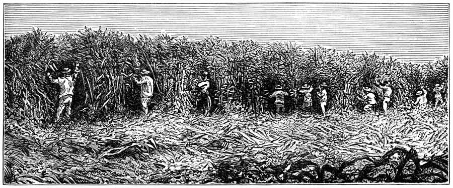 engraving-cane-sugar-slavery