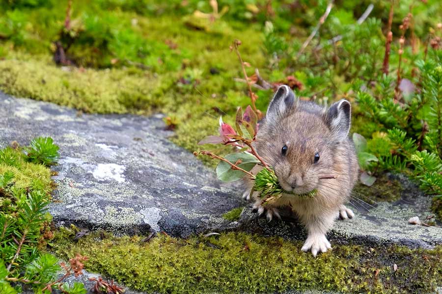 pika