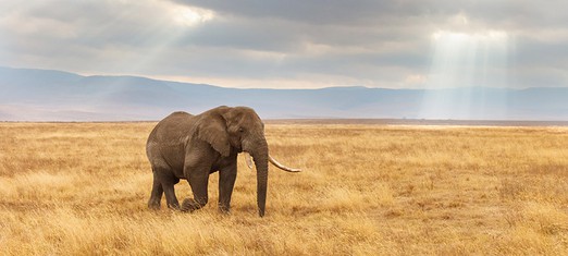 The Science—and the Spiritual Causes—of Mass Extinction