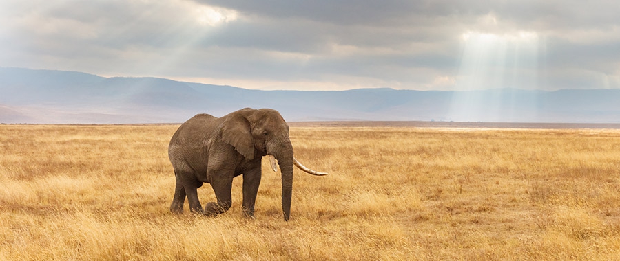 The Science—and the Spiritual Causes—of Mass Extinction