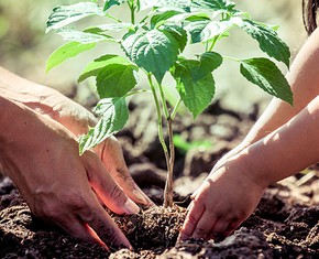 Trees and You: Transforming a Third of the World