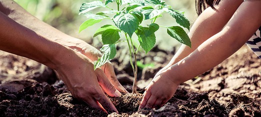 Trees and You: Transforming a Third of the World