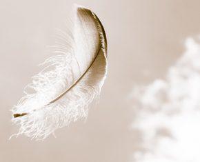 Overcoming Fear: A Feather on the Breeze of God’s Will