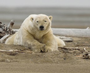 3 Big Ways to Effectively Mitigate Climate Change