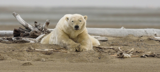 3 Big Ways to Effectively Mitigate Climate Change