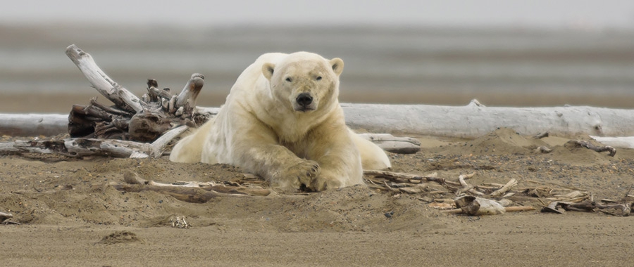 3 Big Ways to Effectively Mitigate Climate Change