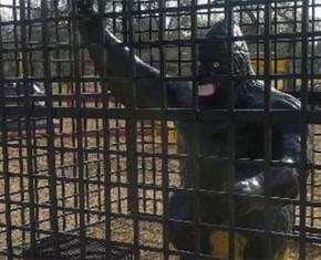 The Gorilla in the Cage
