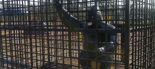 The Gorilla in the Cage Part 2