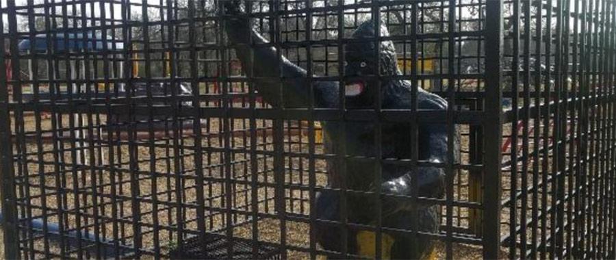 The Gorilla in the Cage