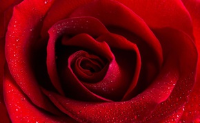 The Spiritual Significance of Roses