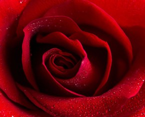 The Spiritual Significance of Roses