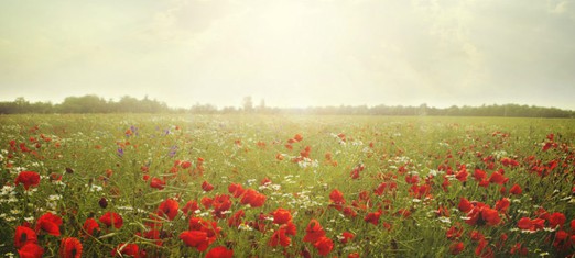 Debemos volvernos a aquel jardín