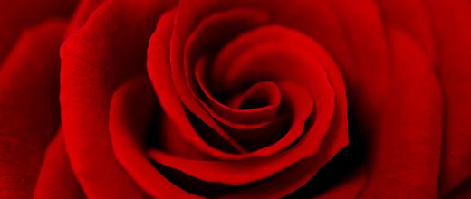 The Spiritual Significance of Roses