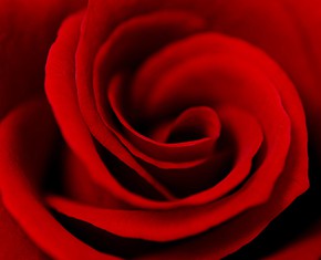 El significado espiritual de las rosas