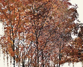 Overcoming Nature Deficit Disorder