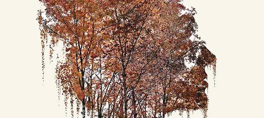 Overcoming Nature Deficit Disorder