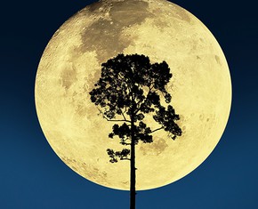 Do Prophecies Prove Anything?