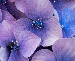 What I Learned about Life from My Hydrangea