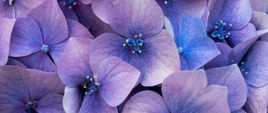 What I Learned about Life from My Hydrangea