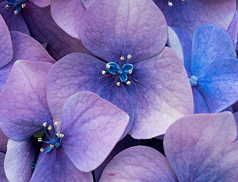 What I Learned about Life from My Hydrangea