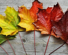 Why Religion Needs Renewal