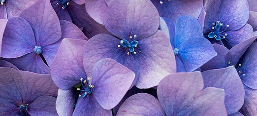 Lo que aprendí de mi hortensia