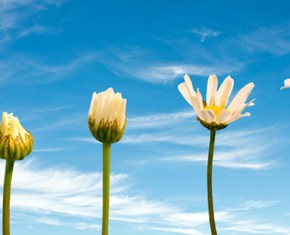 How Human Growth Happens—Individually and Collectively