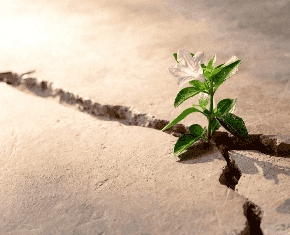 Making Lemonade: How We Respond to Life’s Tests