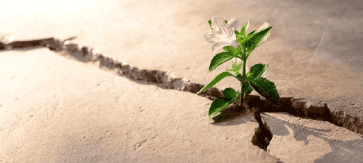 Haciendo limonada: ¿cómo respondemos a las pruebas de la vida?