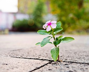 Haciendo limonada: ¿cómo respondemos a las pruebas de la vida?