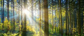 The Dance of the Trees: How to Conserve a Forest