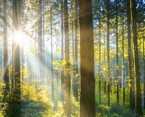 The Dance of the Trees: How to Conserve a Forest