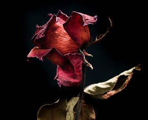 Memento Mori and How Baha’is View Death