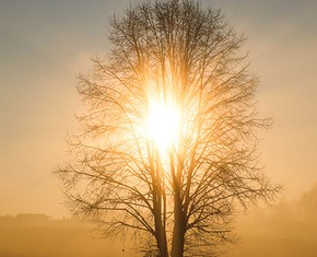How Dead Trees Brought Baha’i Principles to Life for Me